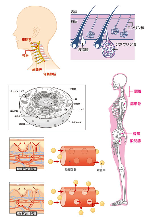 女性向け医学イラスト3