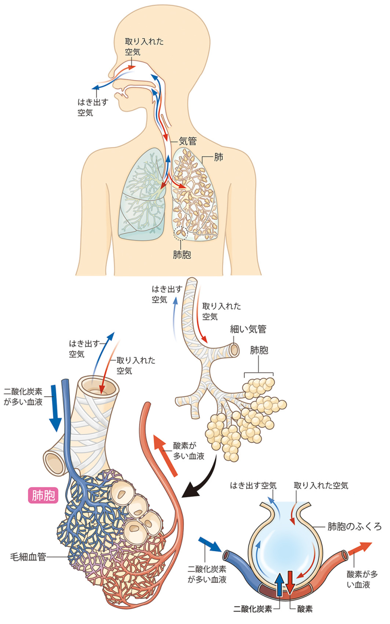 理科イラスト